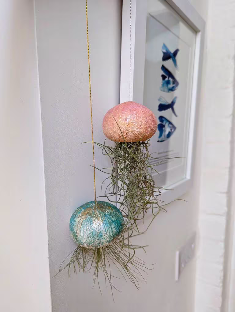 Two Large Hanging Jellyfish Clay Pots, Handmade & Designed Using Sea Urchins, With Air Plants, Live Tillisandias