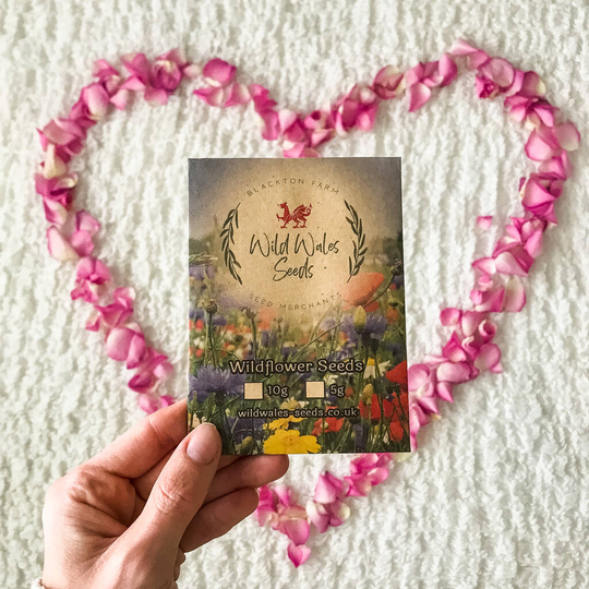 Wildflower Seeds