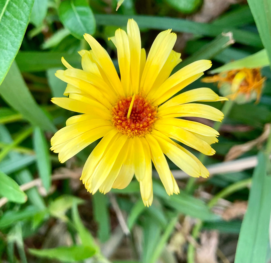 Pot Marigold Seeds