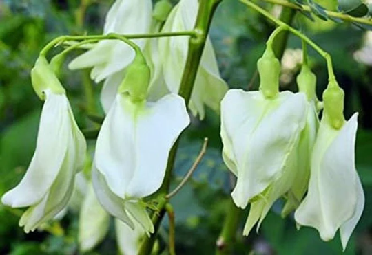200 Sesbania Grandiflora White Seeds , Wisteria