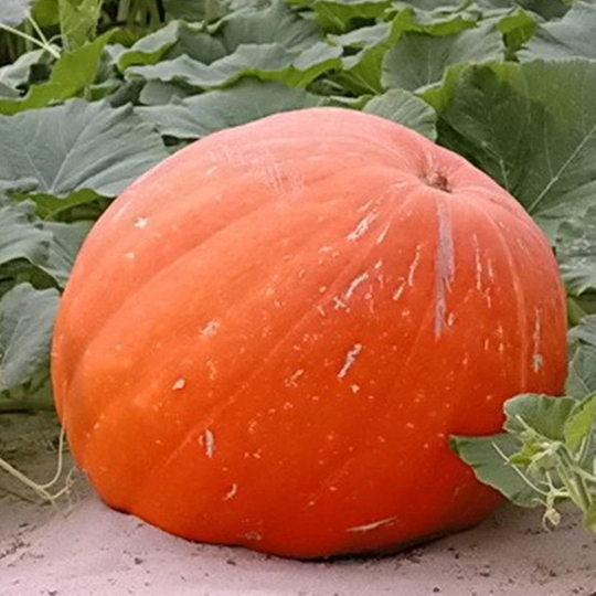 Pumpkin Vitamine Seeds Heirloom Non Gmo For Planting | 201637