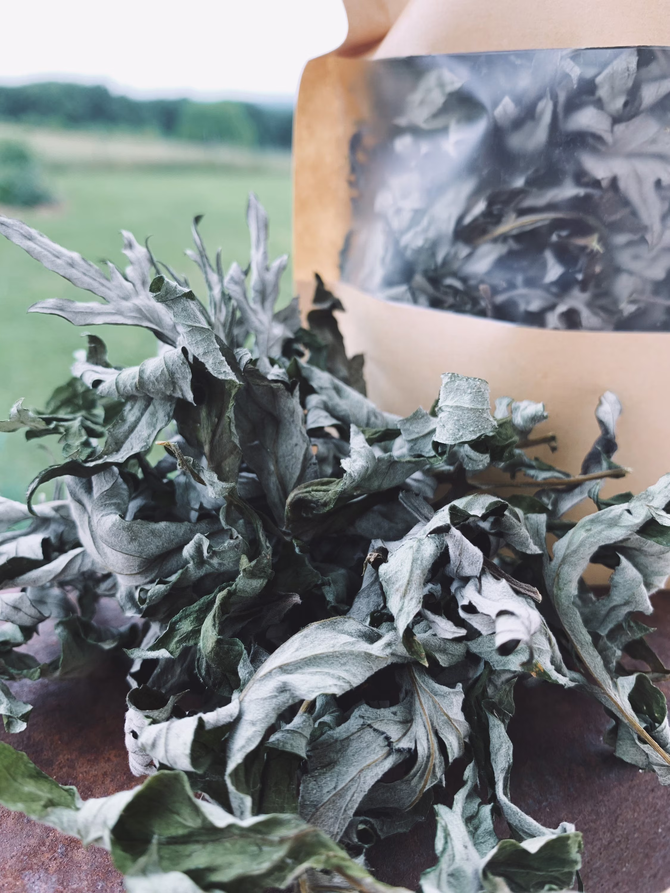Dried Mugwort Leaves, Tea, Smudge, Herbs, Plant, Artemisia Vulgaris, Organic Tea