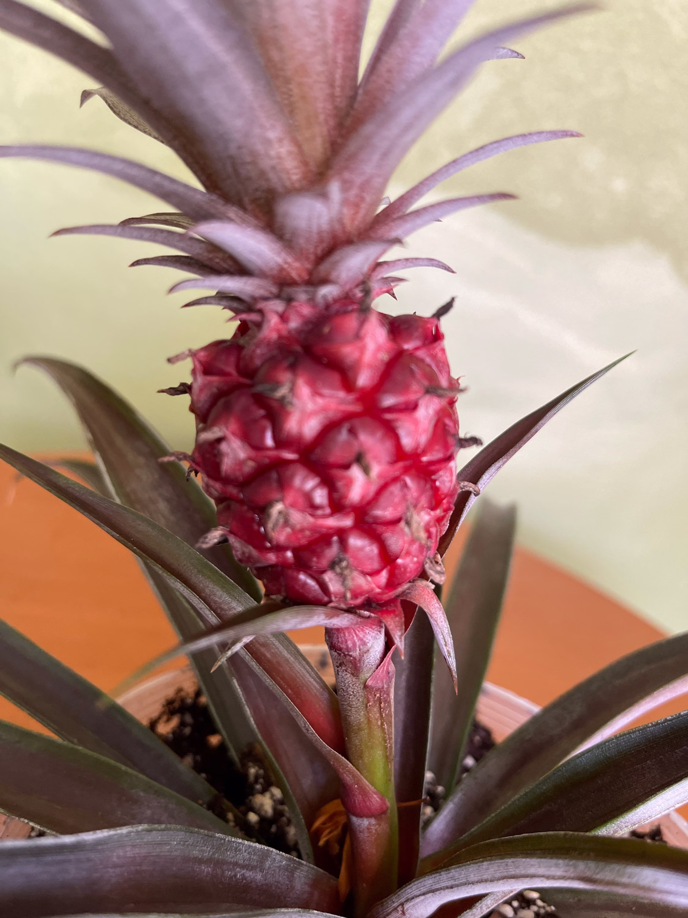 Ananas Bracteatus | Common Name, Red Pineapple