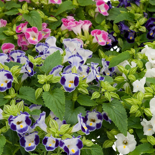 Bin#1R8D1 Torenia Seeds Little Kiss Mix 50 Thru 500 Pelleted