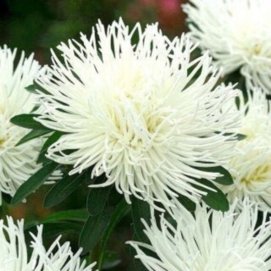 Aster Tall Needle Beata 200 Seeds, Non Gmo, Fresh, Easy To Grow