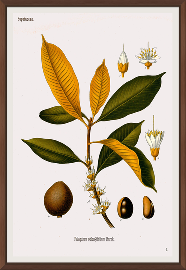 Köhler's Medicinal Plants #03 Botanical Print, 1887 - A4/A3 Heavyweight Art Paper, Archival Inks
