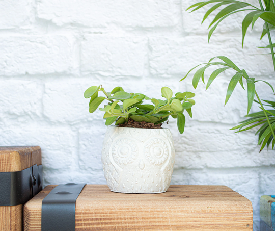 Concrete Owl Succulent Holder || Miniature Shaped Plant Pot