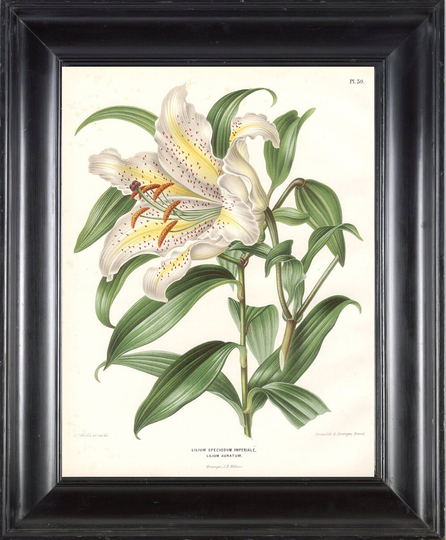 Botanical Print Wendel Botanical Art Print 7 Beautiful White Lily Flower Spring Summer Garden Plant To Frame