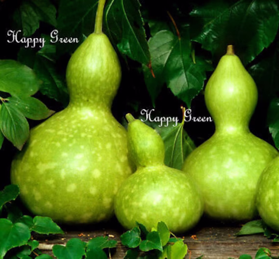 Bottle Gourd - Squash 10 Seeds Cucurbita Pepo Birdhouse
