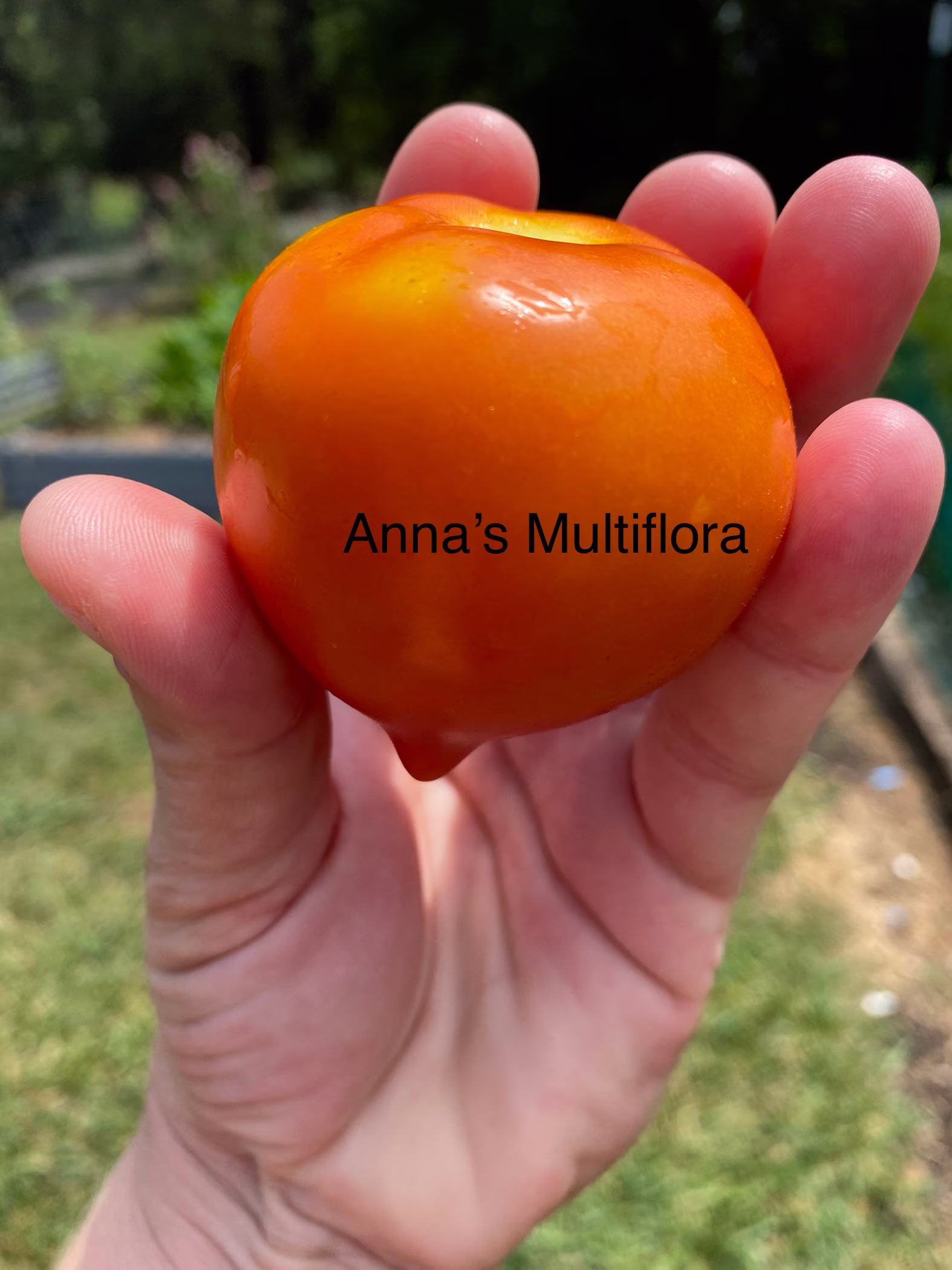 Anna's Multiflora Heirloom Tomato Seeds
