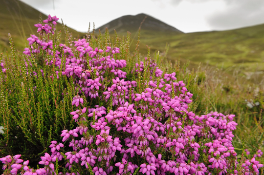 5000 Scottish Heather Seeds - Calluna Vulgaris Wildflower