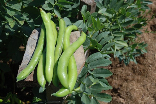 Broad Bean Super Aquadulce Autumn Sowing Vegetable Seeds - Easy To Grow 20 Organic Seeds