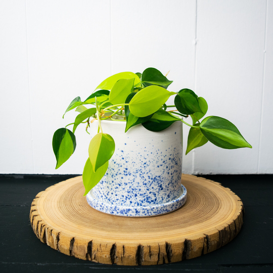 Speckle Gradient Planter | Medium - Hand Thrown Ceramic With Drainage Hole & Drip Tray White Blue Speckles 4.75" X 4.25