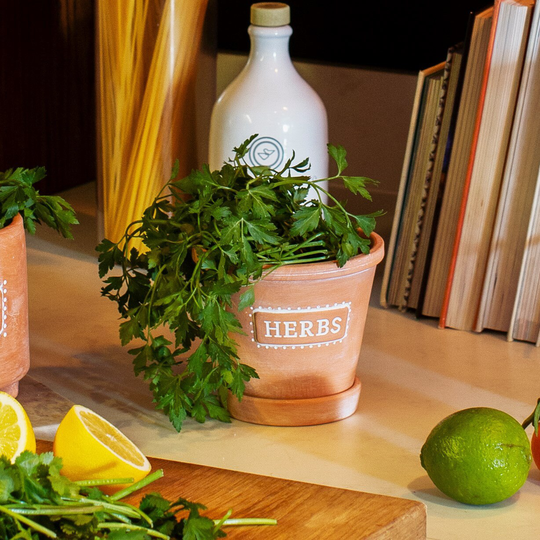 Herbs Terracotta Planter With Saucer | Kitchen Plant Pot, Herb Lover Gift
