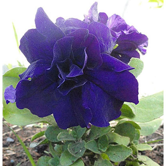 Petunia Double Duo Blue F1 Seeds Annual Hybrid Non Gmo For Planting | 201921