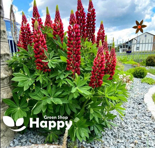 Russell Lupin The Pages Red - 60 Seeds Lupinus Polyphyllus Perennial Flower