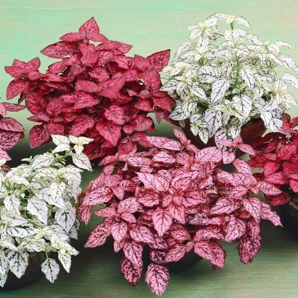 15 Hypoestes - Phyllostachya Splash Mix Plant Seeds