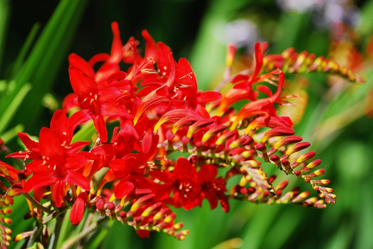 Crocosmia Lucifer Red Montbretia Seeds Masses Bright Flowers Hardy Perennial South African Subtropical Great Pollinators Ukfreepp