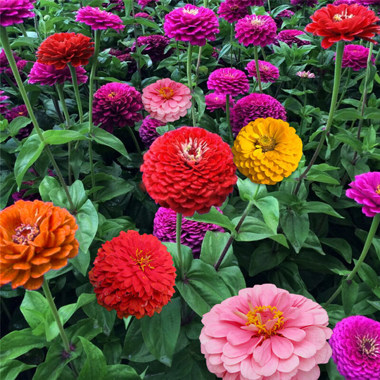 Benobby Kids - Seed Zinnia Queen Mix Color 500 Capsules