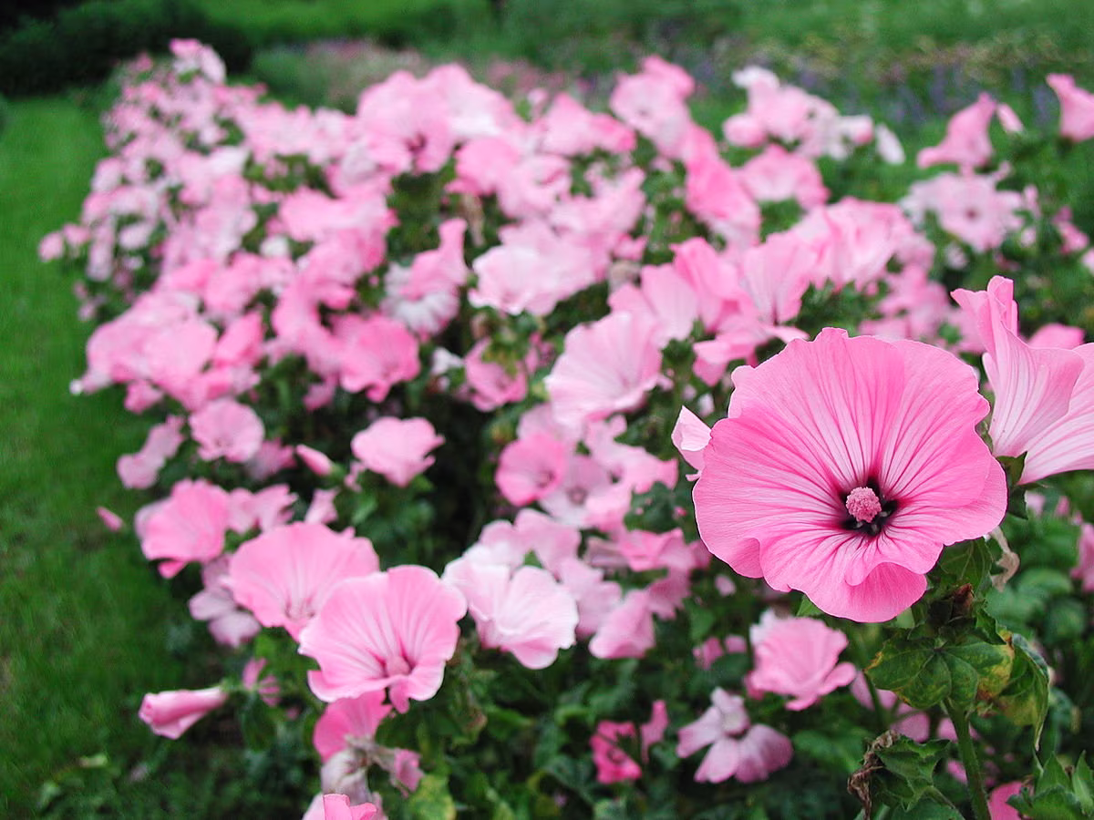Mallow Flower Mixed Colors- 50 Seeds - Non Gmo