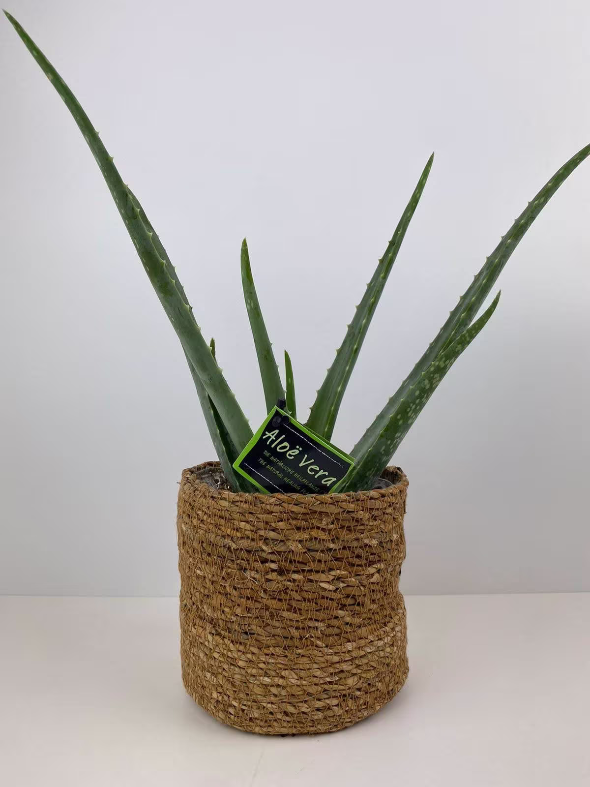 Aloe Vera Plant in 12cm in Sea Grass Basket