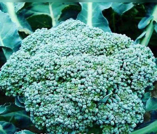 Waltham 29 Broccoli 100 Seeds | Non-Gmo Free Shipping