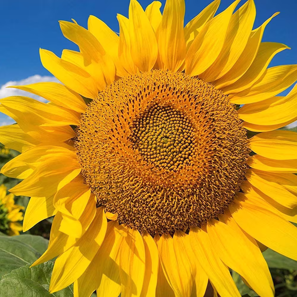 Mammoth Grey Stripe Sunflower Seeds | Huge Giant Yellow Sun Flower Competition Beauty Seed Flowers Helianthus Non Gmo For 2023 Fast Shipping
