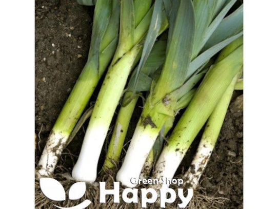 Vegetable Seeds - Leek Winner 500 Seeds Leek