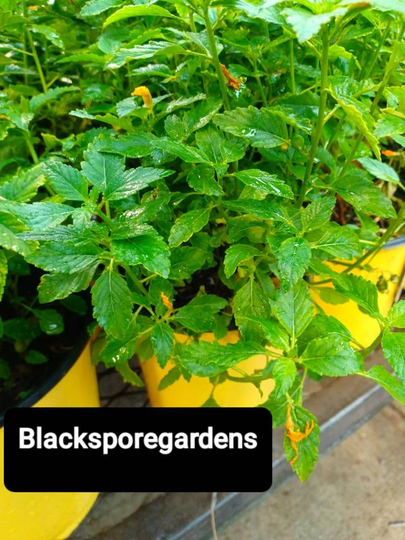 Damiana Turnera Diffusa, 1 Gallon Small Bush Live Plant Organic Homegrown 14+ Inch