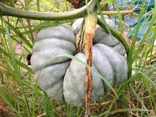 10 Organic Triamble Shamrock Winter Squash Seeds Nutty & Sweet Flesh Pumpkin Famous Australian Heirloom Beautiful As Decoration Too