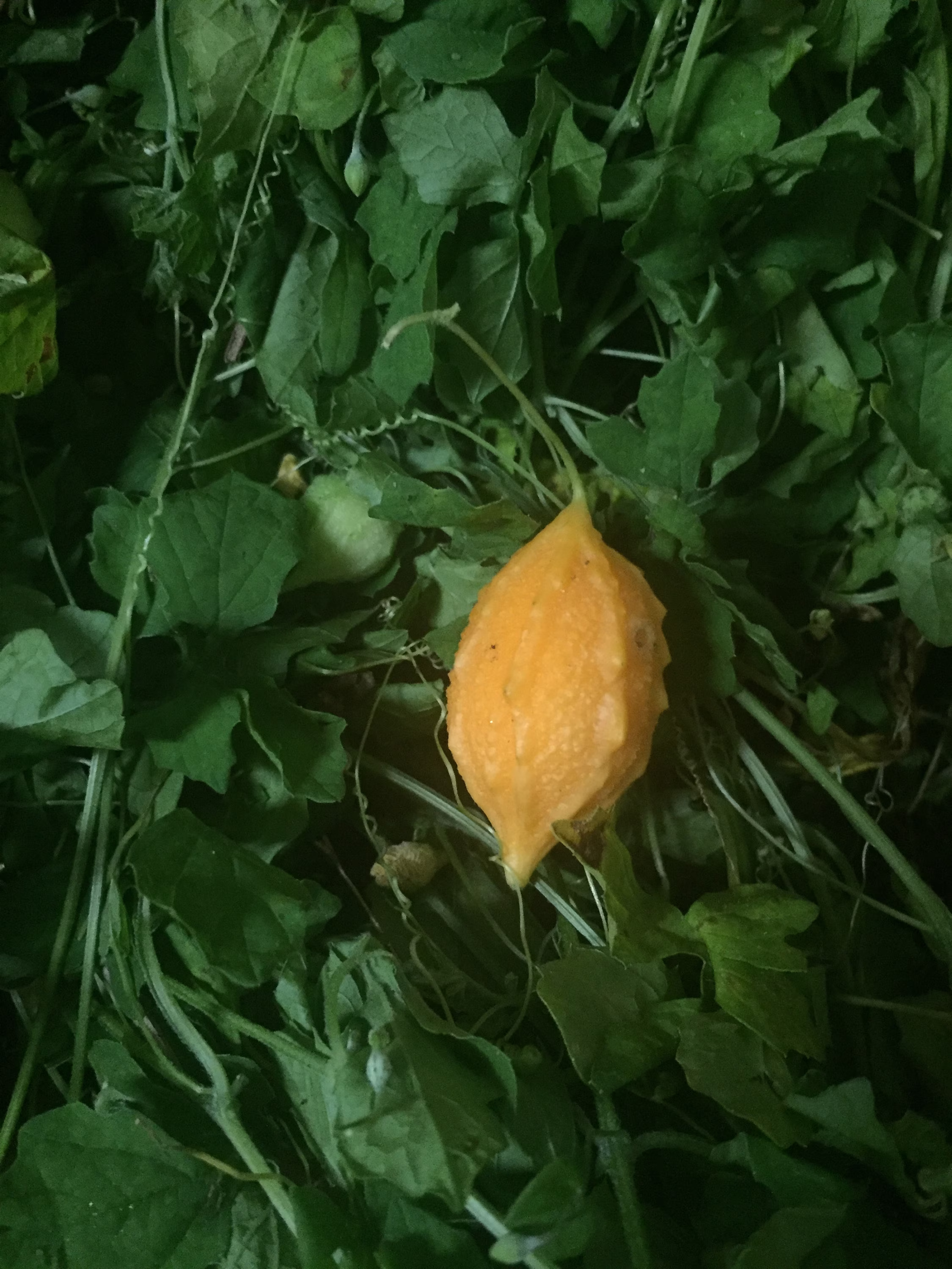 Cerasee, Asosi, Dried Bitter Melon Herb