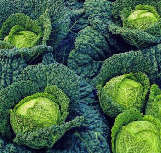 Cabbage Savoy Vertus Vegetable Seeds Easy Grow | Brassica Oleraces Your Own Indoor Outdoor in The UK