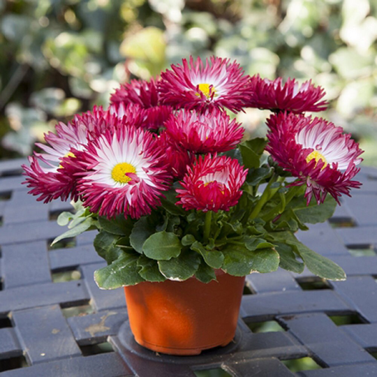 Bellis Bam Red Flower Seeds -