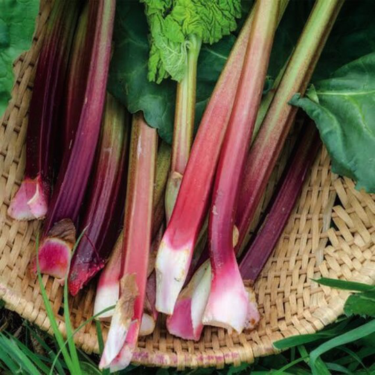 Victoria Rhubarb 12+ Seeds | Juicy Succulent Stems