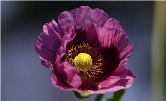 50 Purple Poppy Seeds T1011