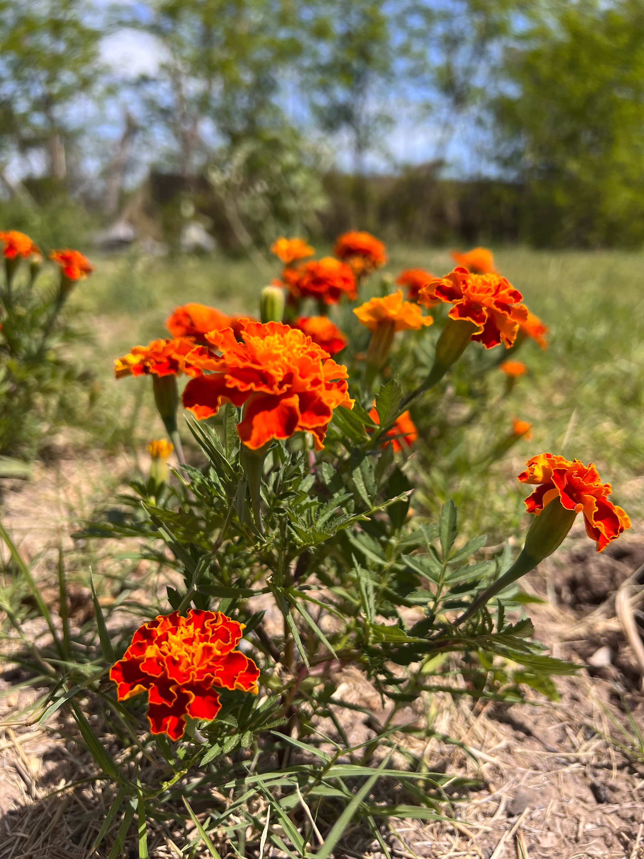 Marigold Sparky Mix Seeds