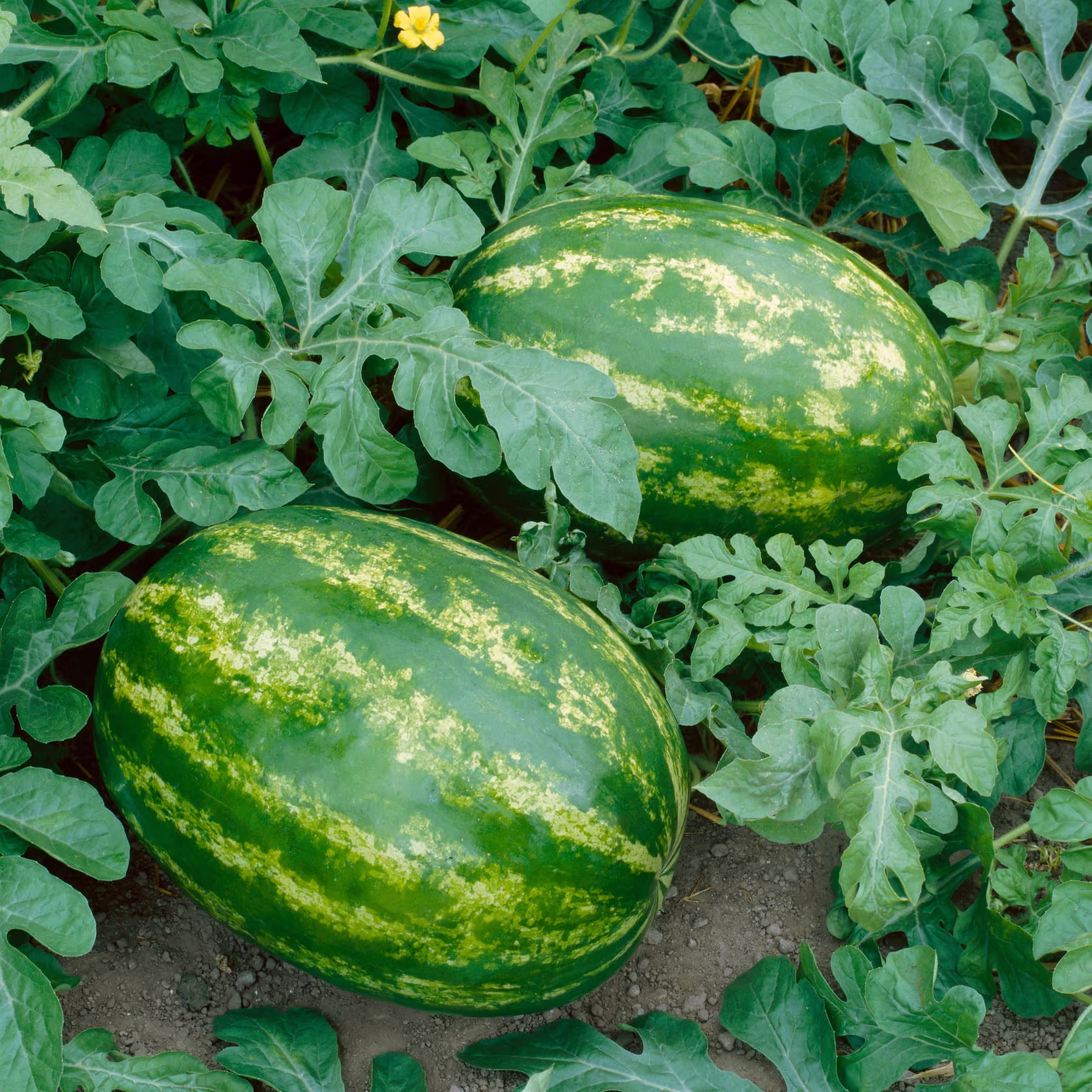 Watermelon All Sweet Organic Seed 25