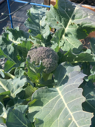 Broccoli Green Magic Vegetable Seed 50