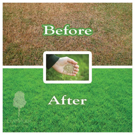 Livemoor Grass Seeds - High Quality Various Sizes