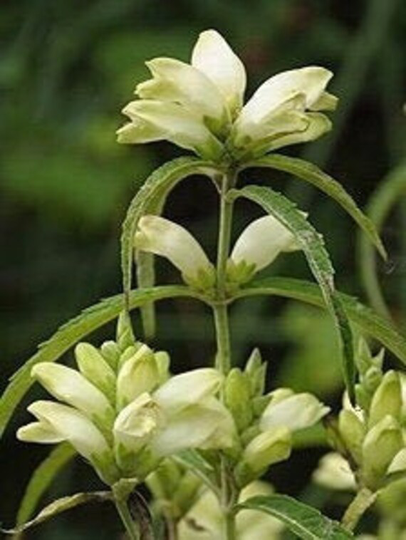 White Turtlehead | Chelone Glabra Seeds