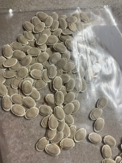 Luffa Seeds, Fresh Harvest Luffa Organic Gourd