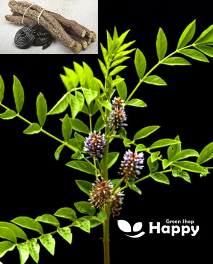 Herb Licorice 10 Seeds Glycyrrhiza Glabra - Perennial
