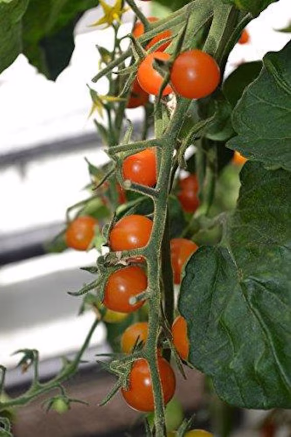Vegetable - Tomato Sungold 10 Premium Quality Seeds
