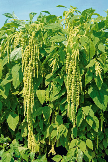 Flower Seeds Amarant Green