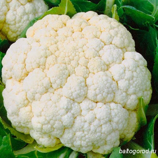 Cabbage Seeds Cauliflower Alpha About 100