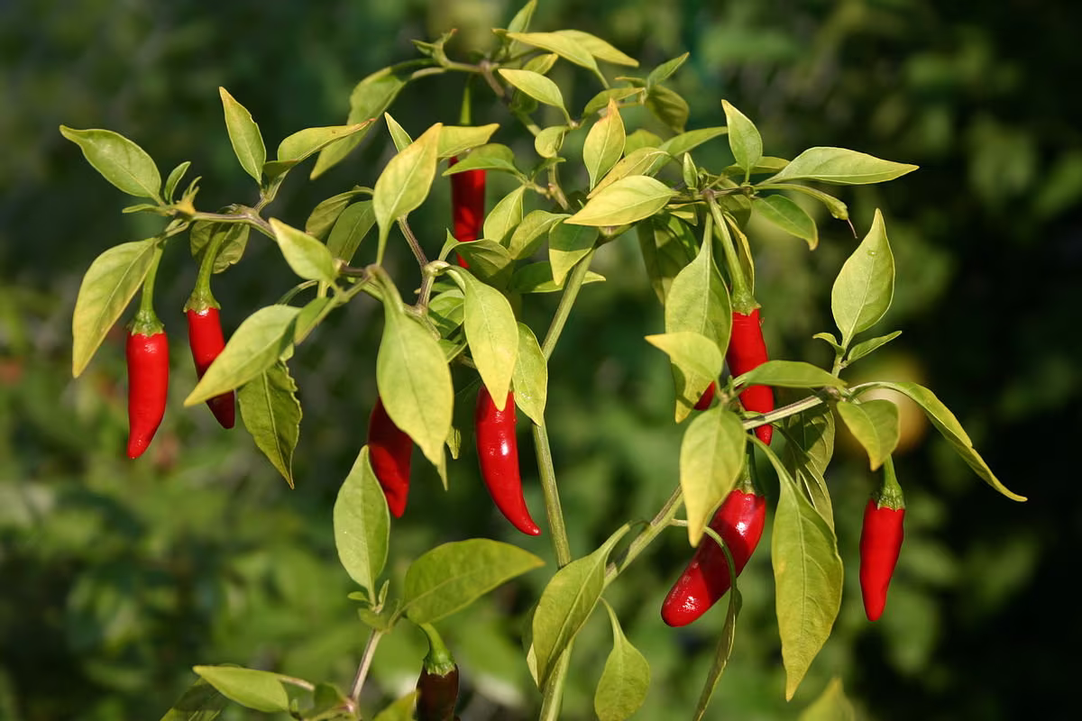 Birds Eye Chili Pepper Seeds