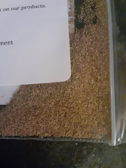 Quaking Aspen Tree Seeds