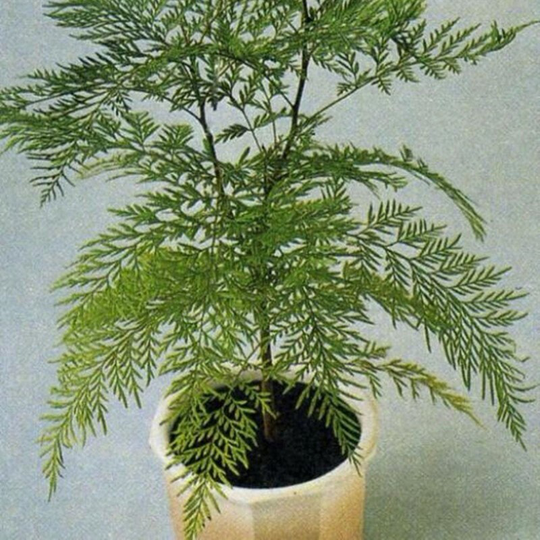 Southern Silky Oak Green Island Seeds Perennial Ornamental Non Gmo For Planting | 203952