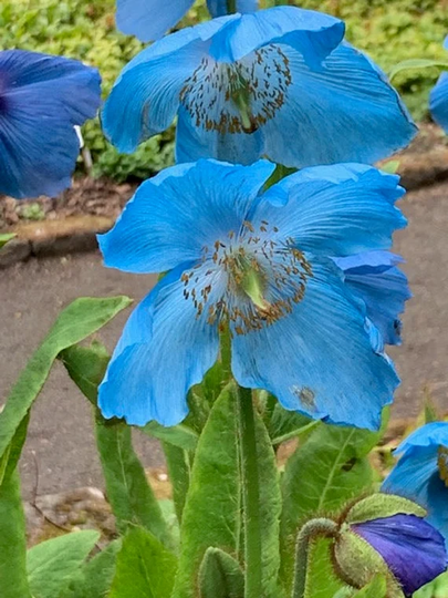 Meconopsis Grandis | 15 Seeds
