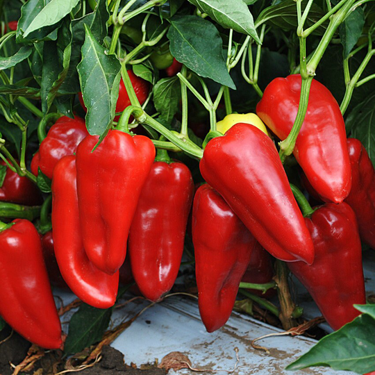 Sweet Pepper Seeds Swallow